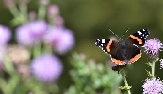 Schmetterling