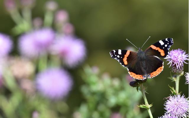 Schmetterling